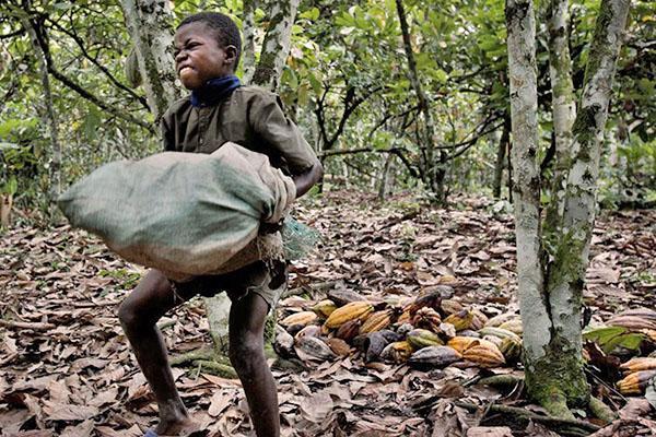 les enfants travaillent dans la plantation