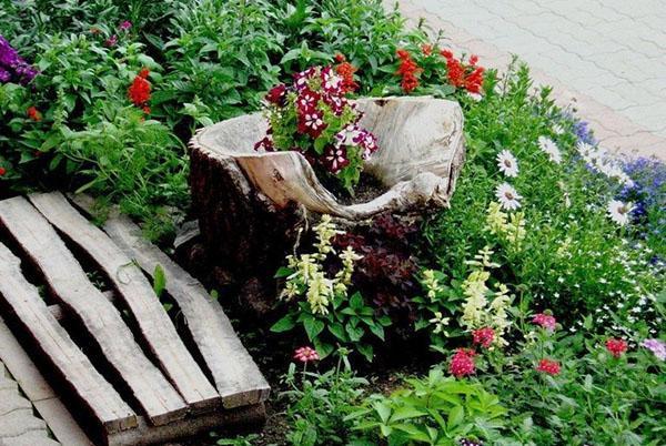 mini rutaria dans le parterre de fleurs