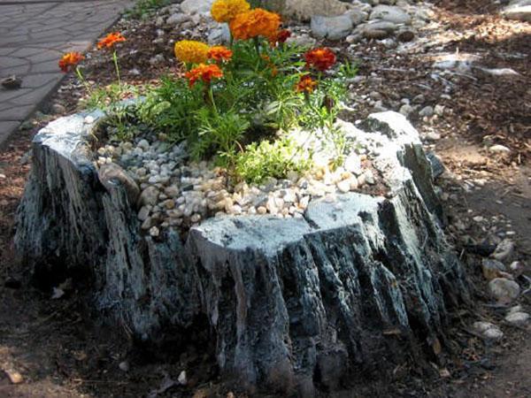 petit rutarius près de l'allée du jardin