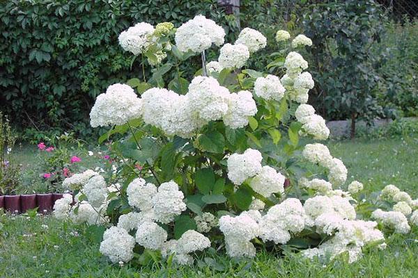 el lugar de aterrizaje del viburnum buldenezh