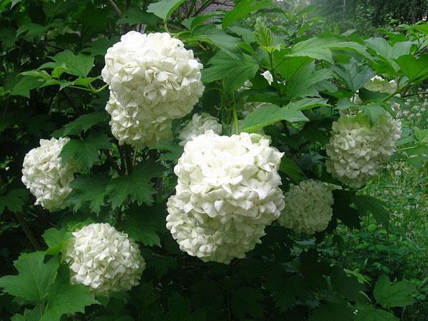 delicada floración de viburnum buldenezh