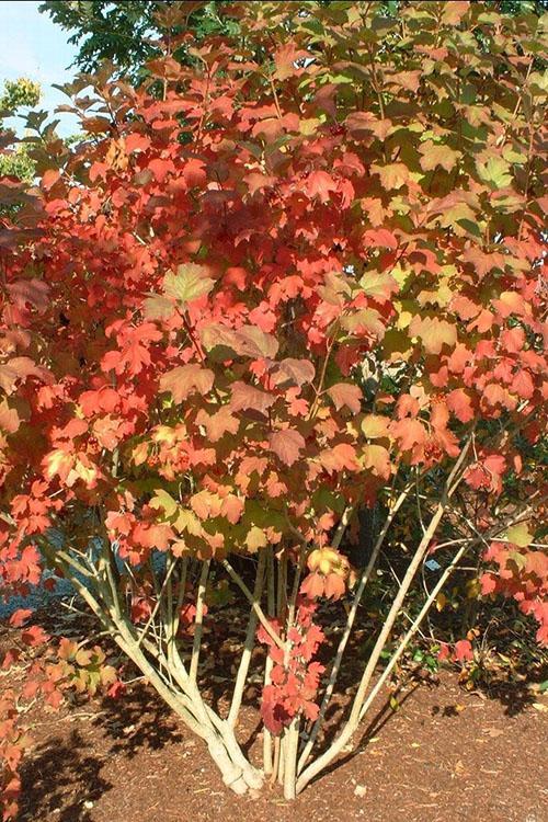 feuilles de viorne buldenezh en automne