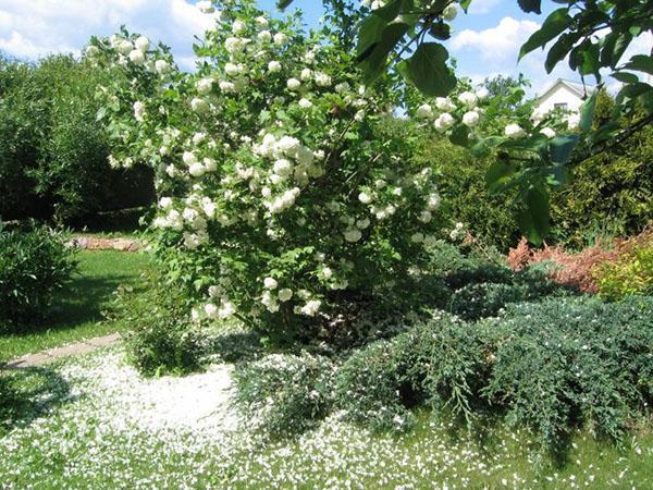 viburnum buldenezh en el paisaje