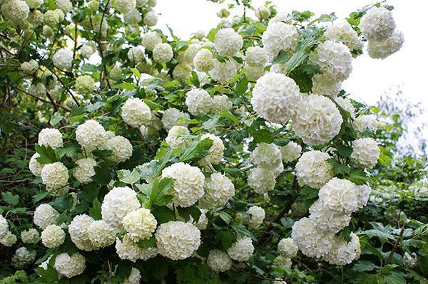 viburnum buldenezh en el jardín