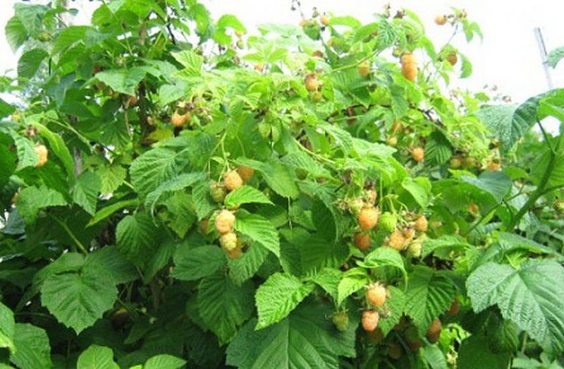 variété de framboise mûre précoce jaune emballement