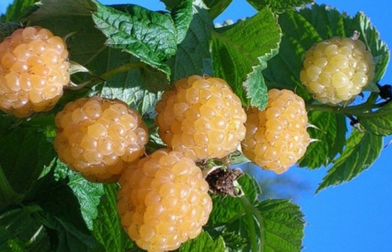 fruta de frambuesa amarilla
