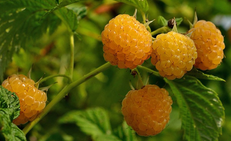 variété à haut rendement