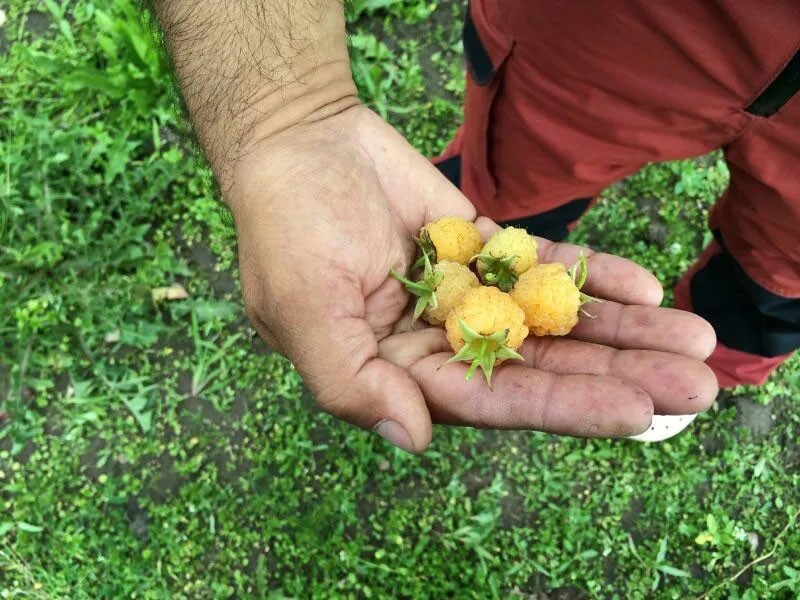 délicieuses grosses framboises jaunes en fuite