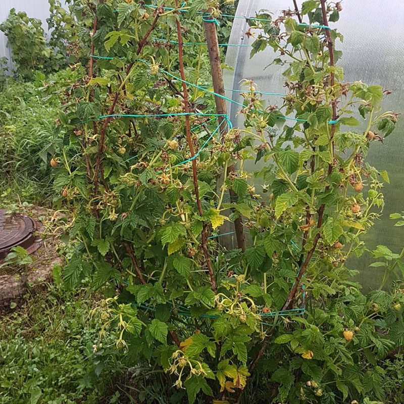 variété de framboise fugue jaune résistant aux maladies