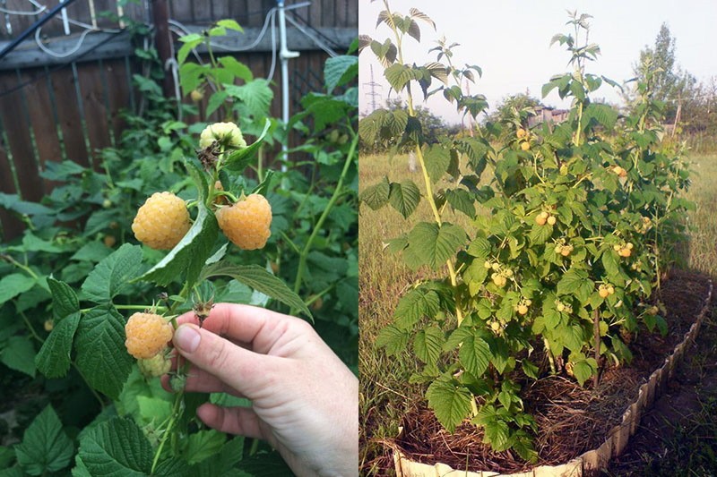 faire pousser des framboises