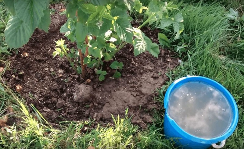 fertilisation