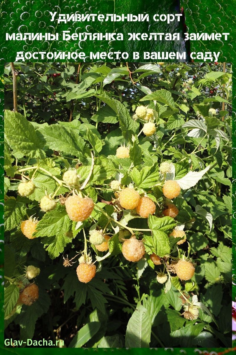 framboise variété runaway jaune