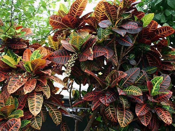 croton en forma de tronco