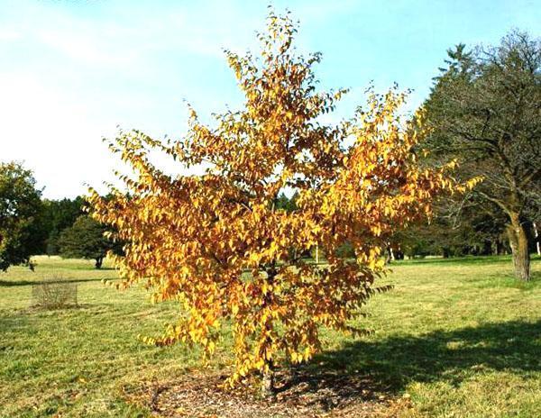 abedul en otoño