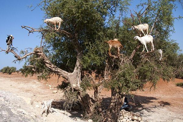 chèvres sur arganier
