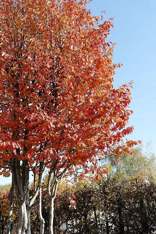 parrotia en otoño