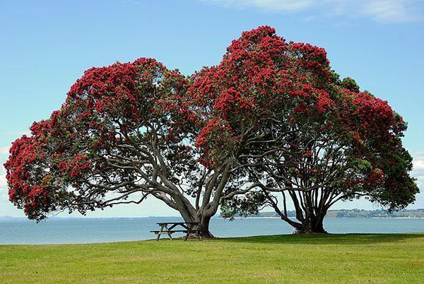 árbol de Navidad