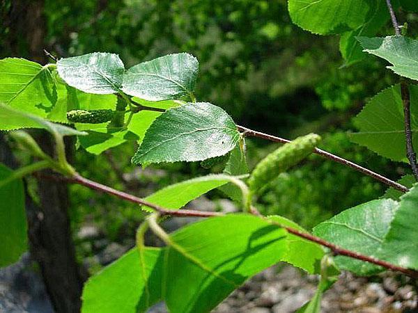 feuilles et branches de bouleau Schmidt