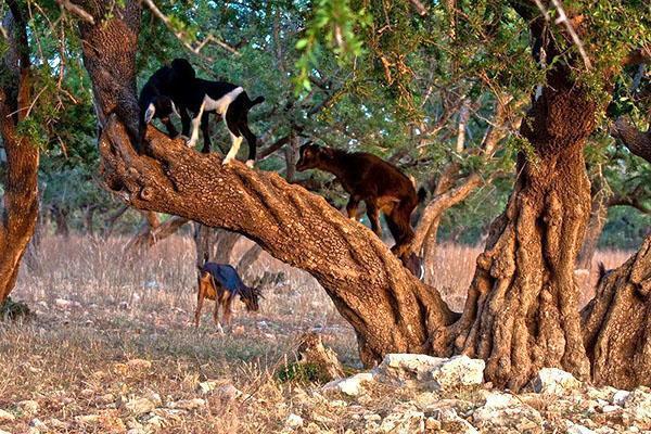 arbol de hierro