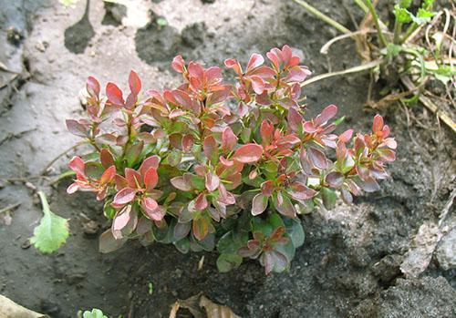 Arbusto de agracejo joven