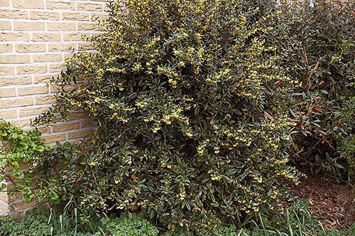 Arbuste à fleurs d'épine-vinette