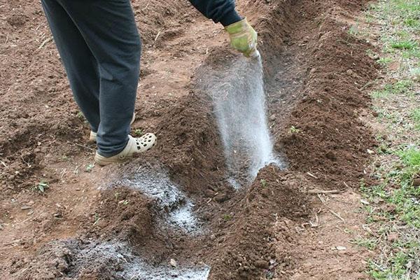 fertiliser avant la plantation