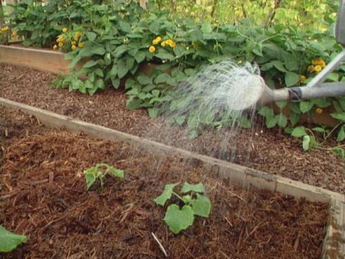 Fertiliser les concombres avec Azofoskaya