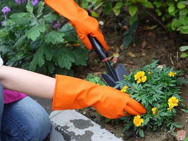 fertilizando flores