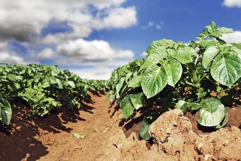 campo de patatas