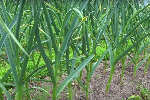 fertilizar el ajo con ceniza