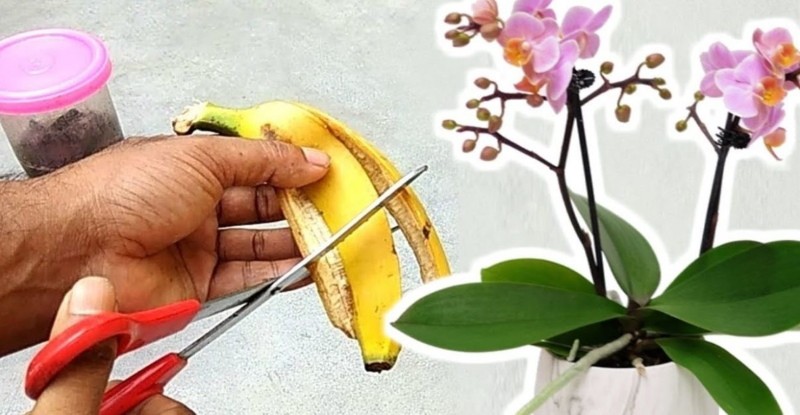 propiedades útiles de la cáscara de plátano como fertilizante