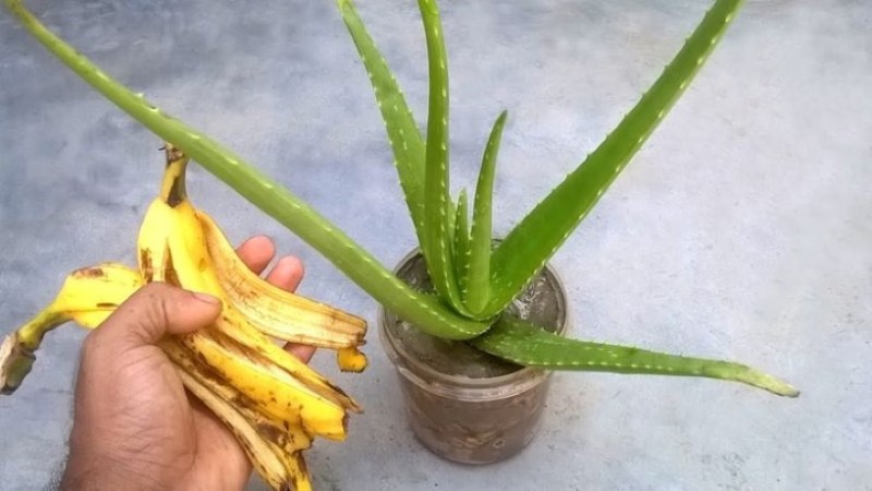 fertilizante de flor de cáscara de plátano