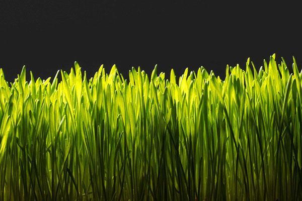 En primavera, el césped necesita fertilización.