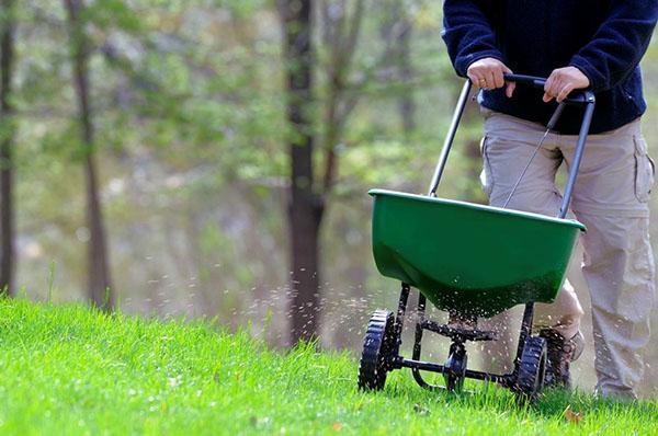Los fertilizantes se aplican después de cada segundo corte de pelo.