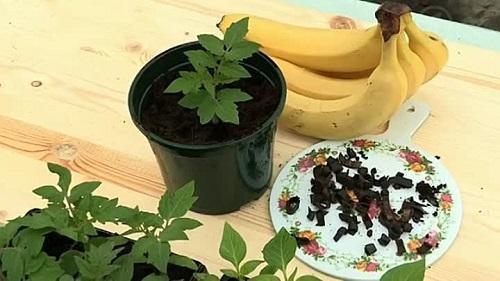 tomates et bananes