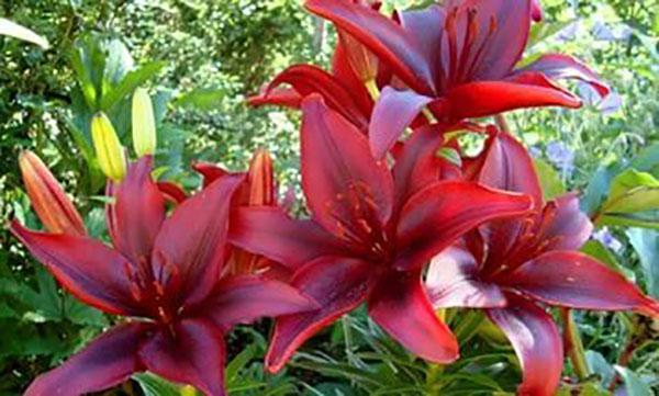 les lys fleurissent dans le jardin