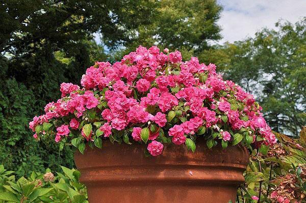 floraison luxuriante de baume