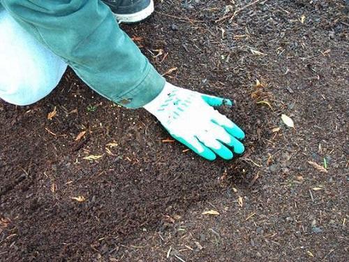fertilisation en automne