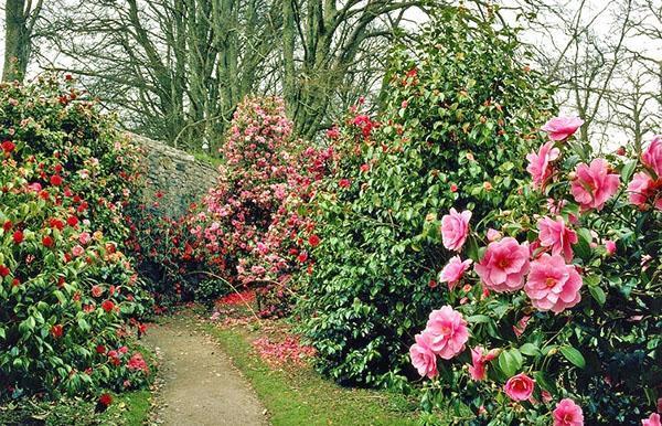 Diferentes variedades de camelia en el jardín.