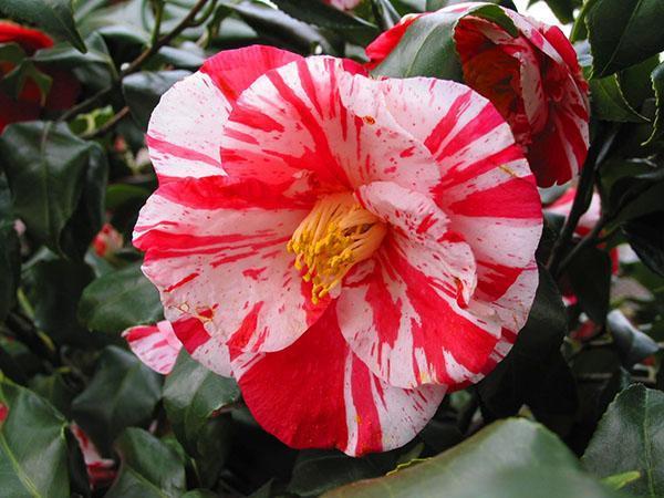 Flor de camelia rayada