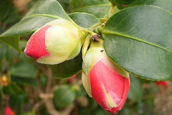 La camelia ama el aire húmedo