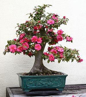 Bonsai de camelia