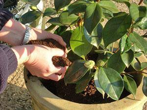 Transferencia de plantas a otro contenedor