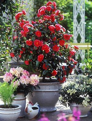 Camelia japonesa floreciente en una olla