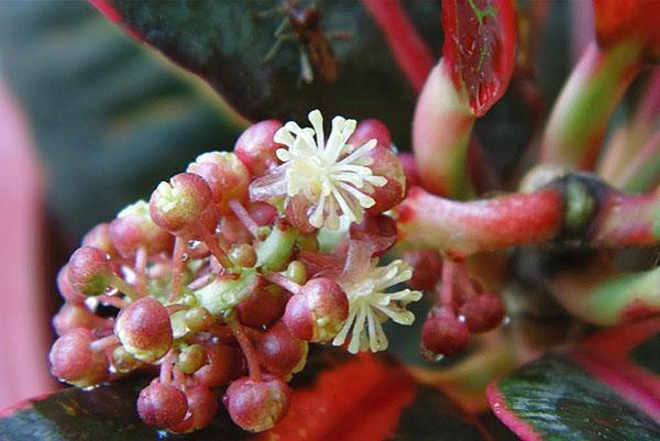 Inflorescencia de croton