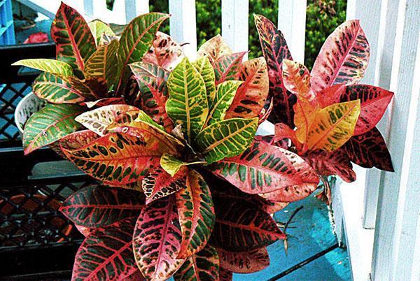 Croton est mieux cultivé dans une pièce lumineuse.