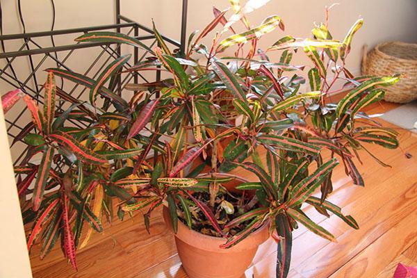 Avec une sécheresse excessive de l'air, le feuillage de Croton perd son effet décoratif.