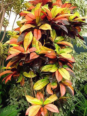 Croton fait maison