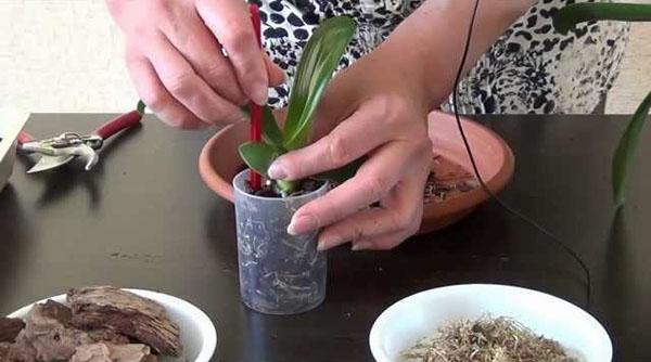 Planter des bébés en pot