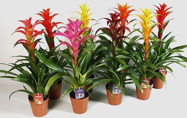 Guzmania de différentes variétés